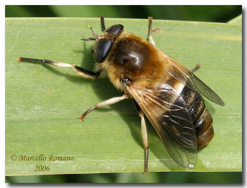 Dittero  bello e riflessioni sul bello e sul repellente